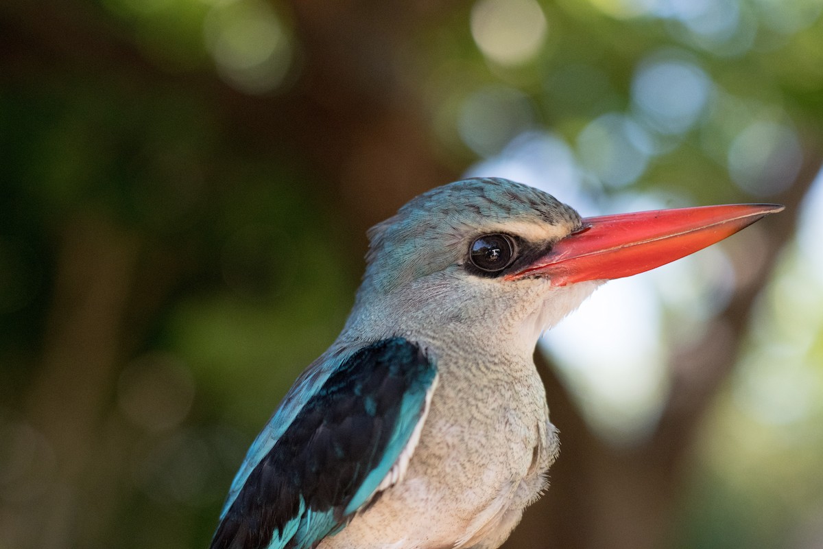 Mangrove Kingfisher - Raphaël Nussbaumer