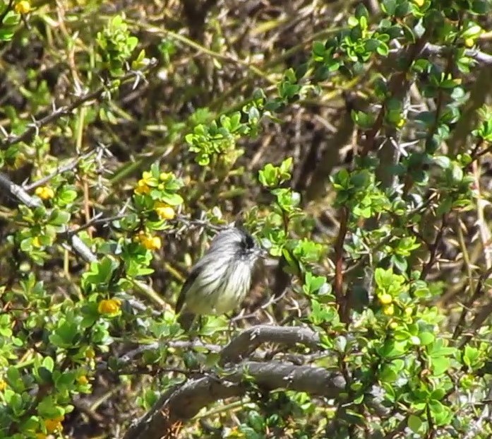 Tufted Tit-Tyrant - ML236623321