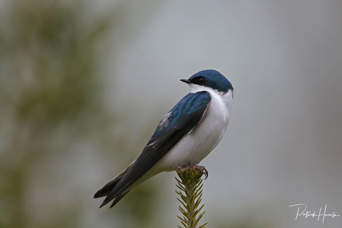 Tree Swallow - ML236623581