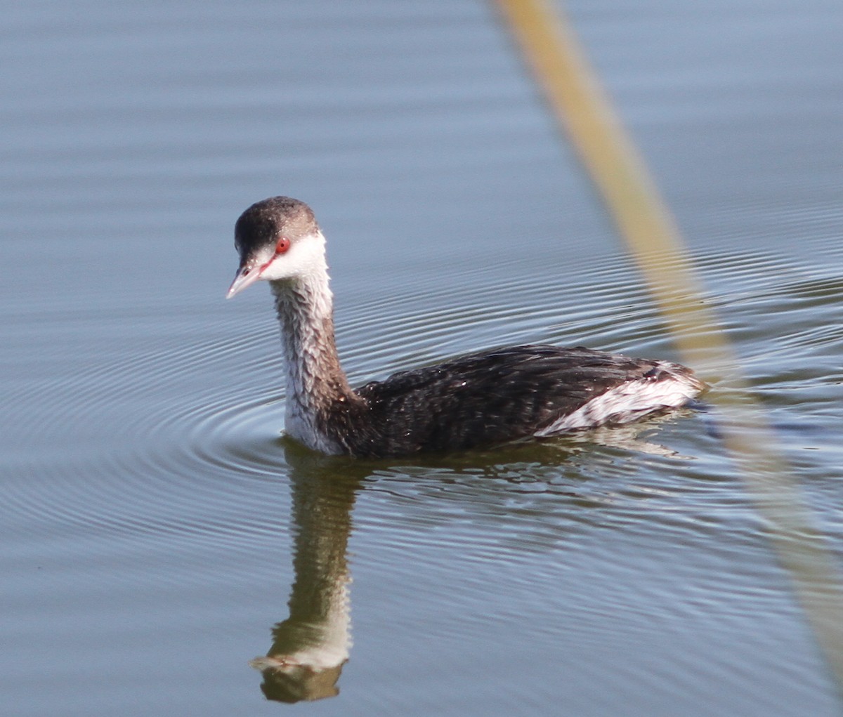 Horned Grebe - ML23662701