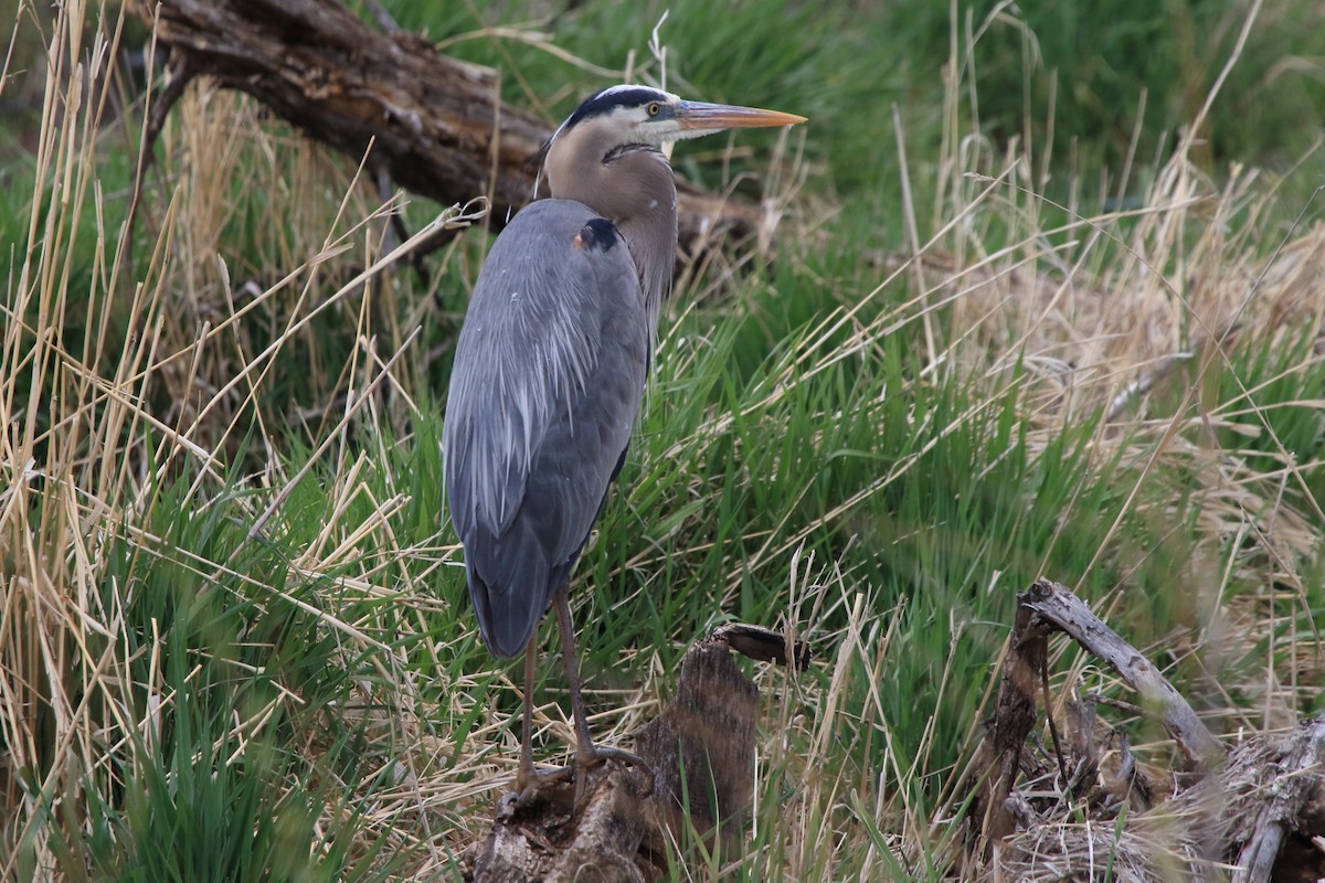 Great Blue Heron - ML236627841