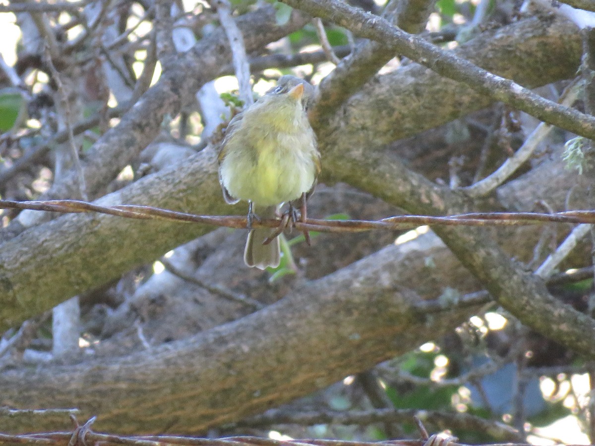 Western Flycatcher (Pacific-slope) - ML236628851