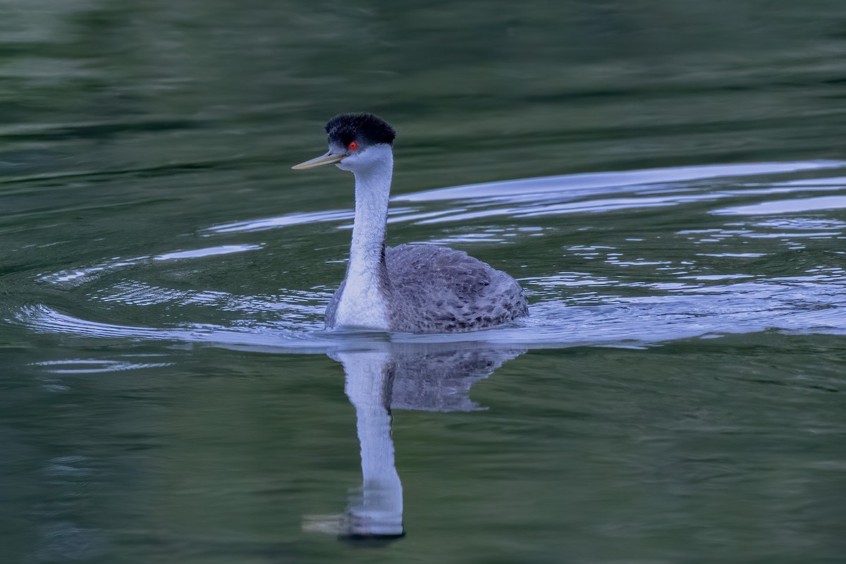 Western Grebe - ML236629121