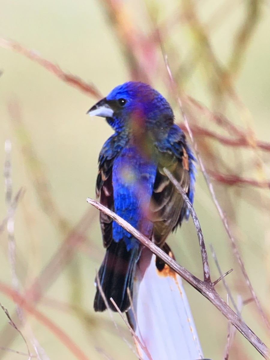 Blue Grosbeak - ML236629791