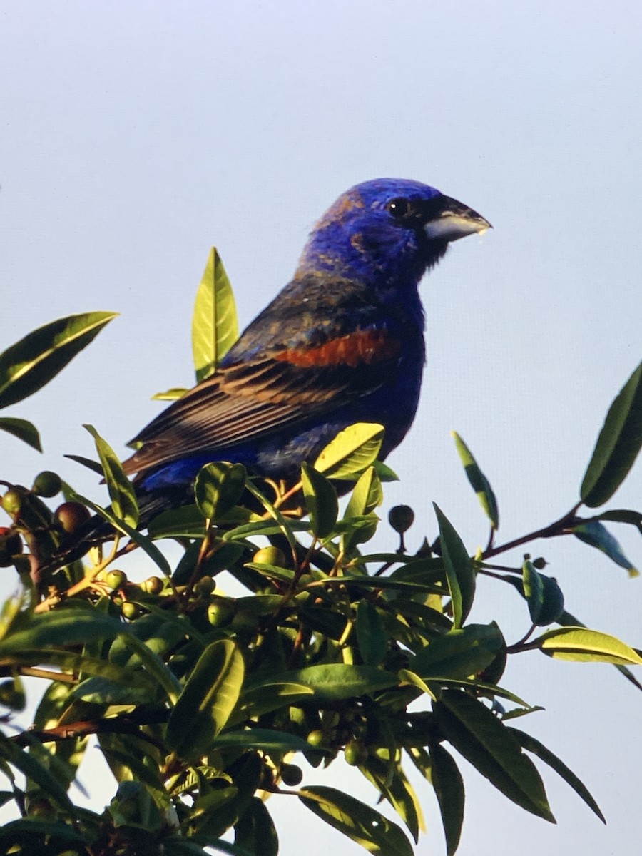 Blue Grosbeak - ML236629821