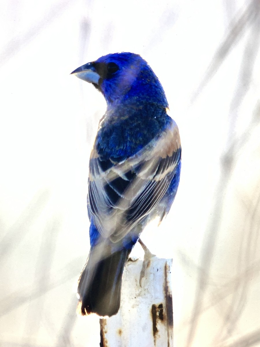 Blue Grosbeak - ML236629871