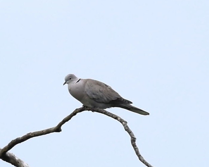 Eurasian Collared-Dove - ML236634561