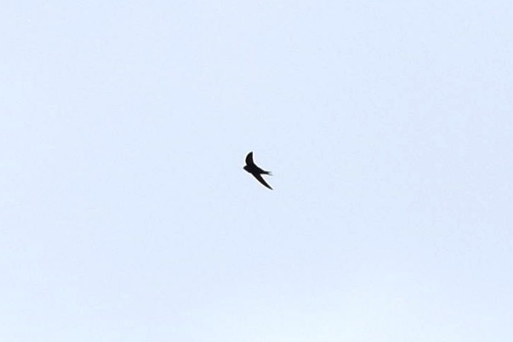 Common Swift - ML236634611