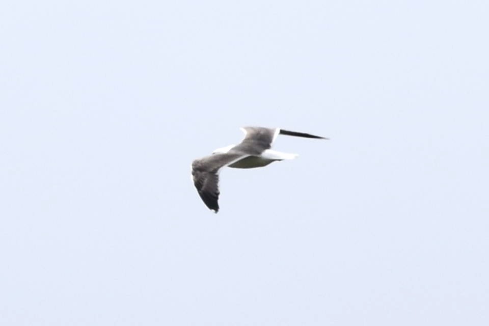 Lesser Black-backed Gull - ML236634681