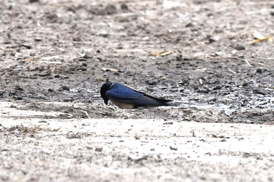 Barn Swallow - ML236635111