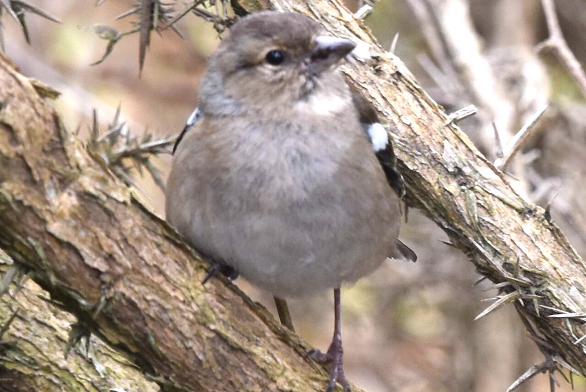 Common Chaffinch - ML236635171