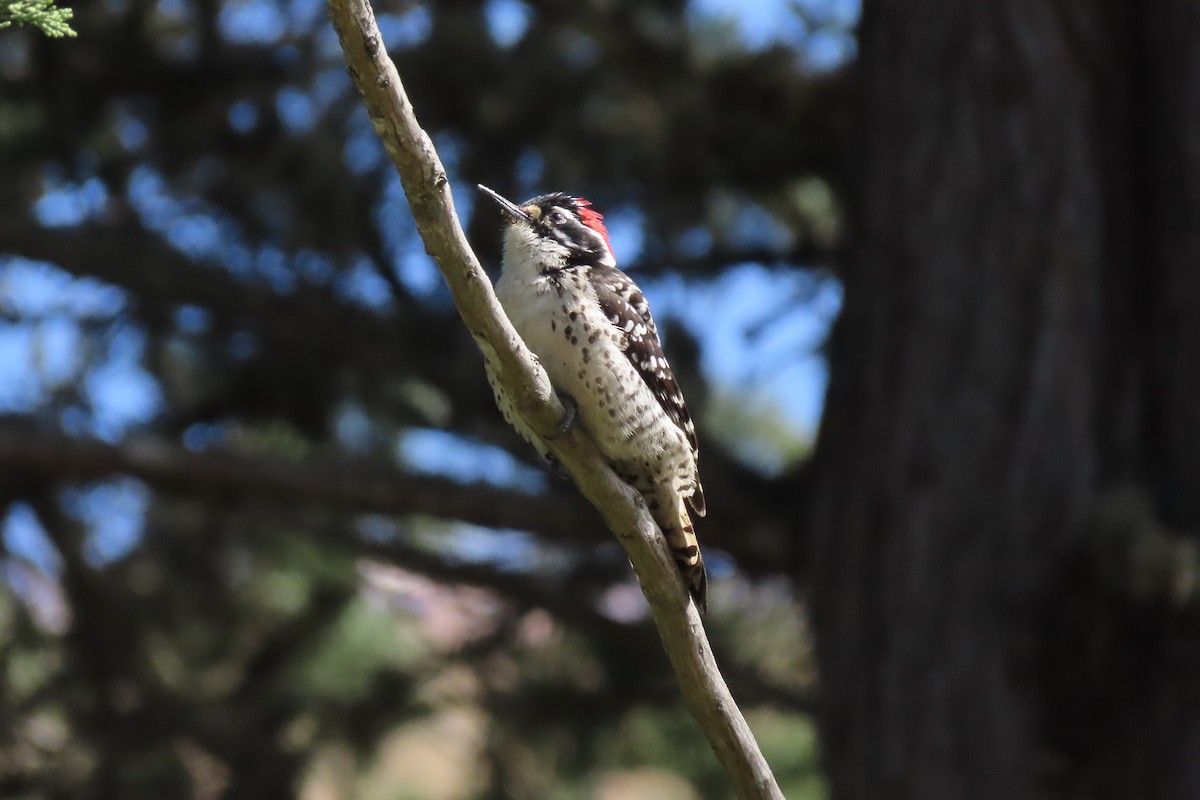 Nuttall's Woodpecker - ML236636291