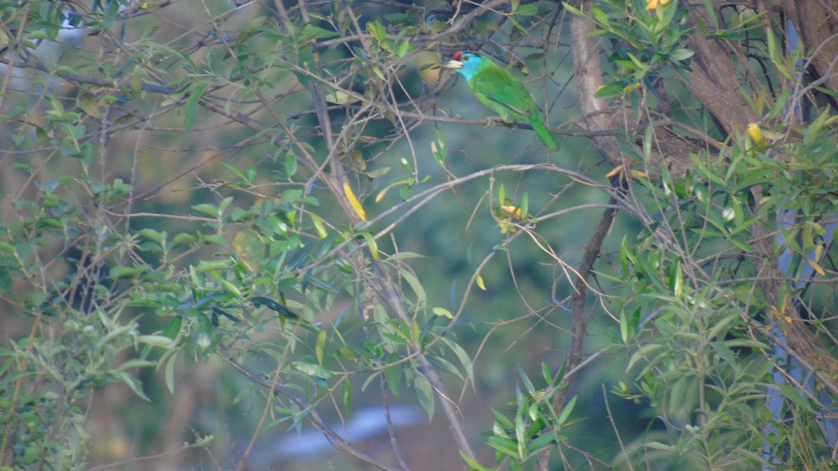 Blue-throated Barbet - ML236636551