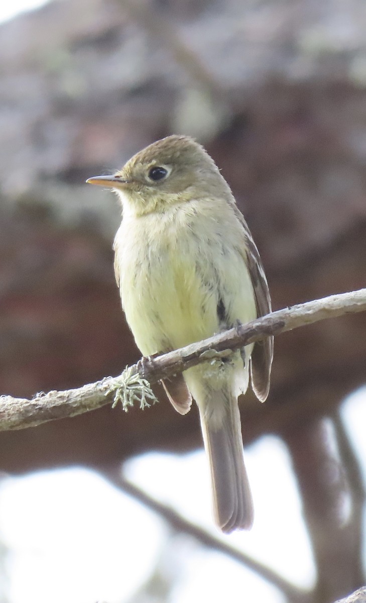 Western Flycatcher (Pacific-slope) - ML236636921