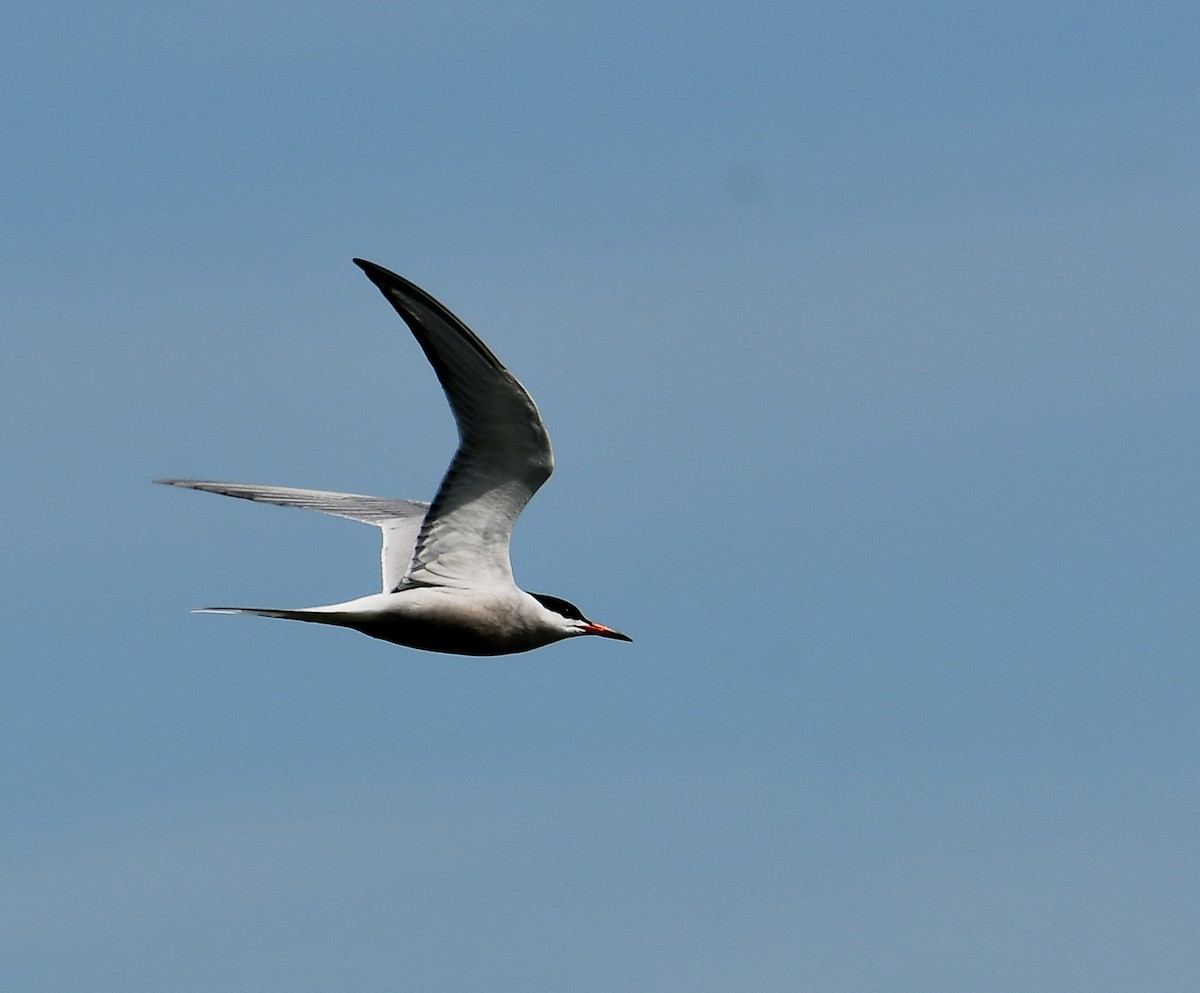 Forster's Tern - ML236637061