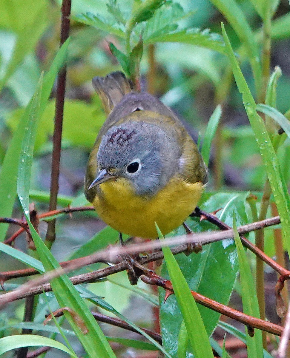 Nashville Warbler - ML236638511