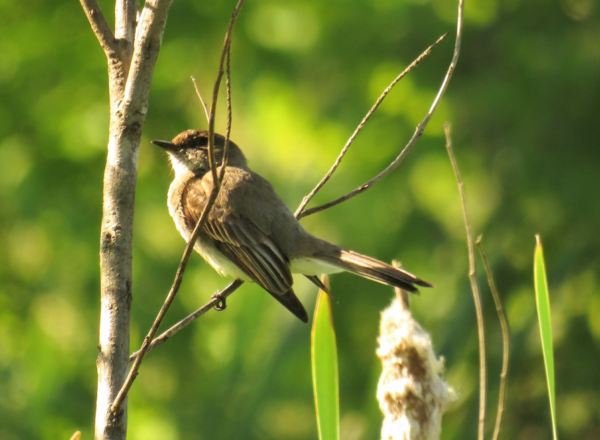 Eastern Phoebe - ML236639771