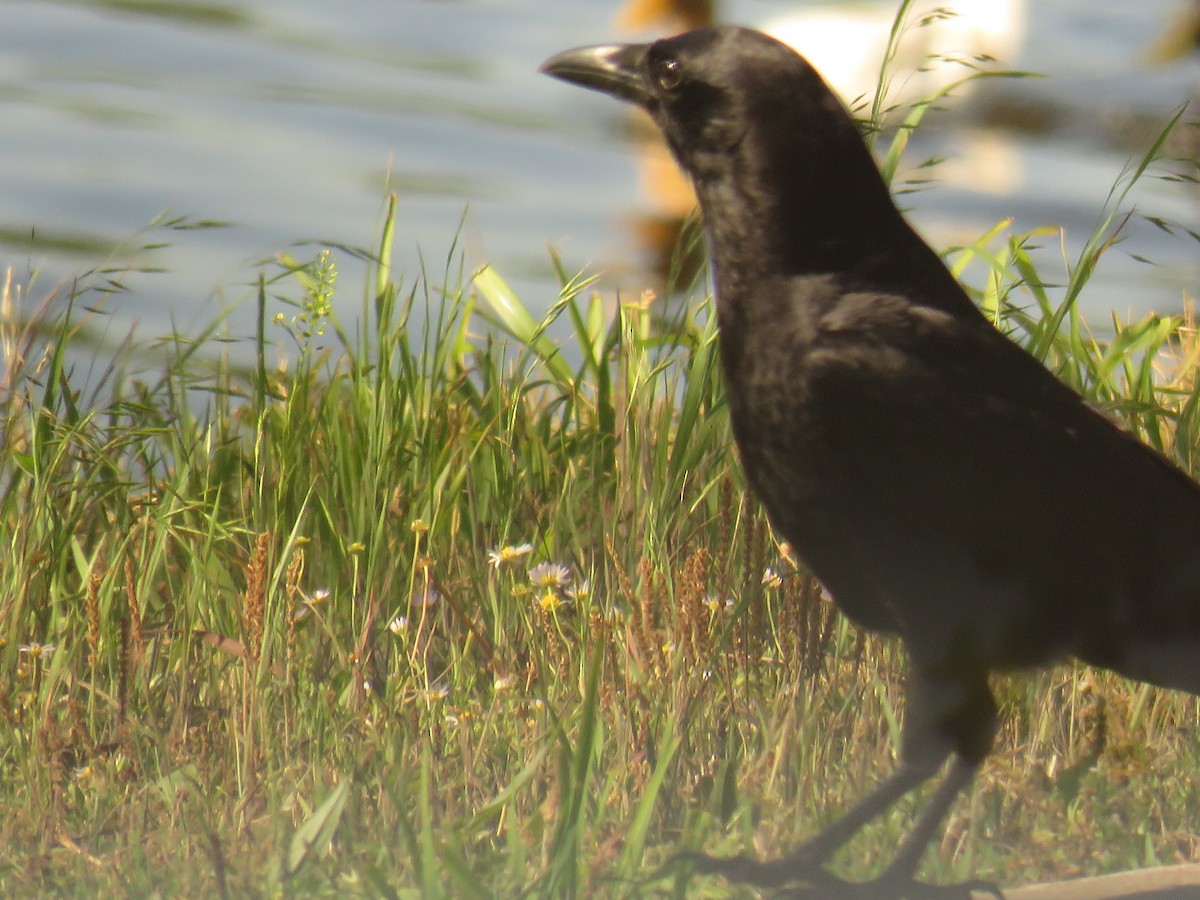 American Crow - ML236640031