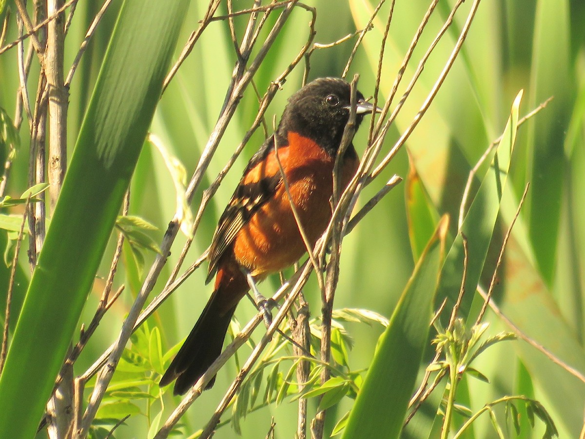 Orchard Oriole - ML236640101