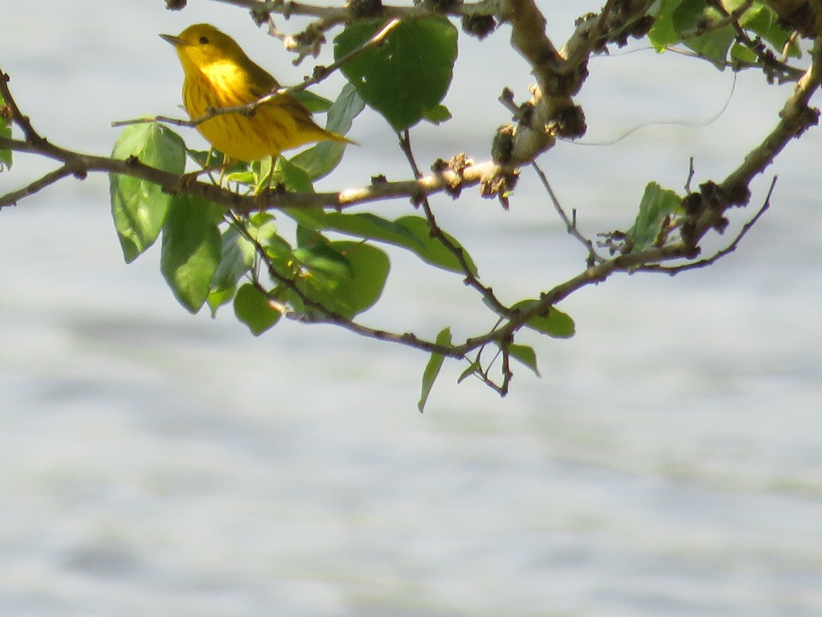 Yellow Warbler - ML236640211