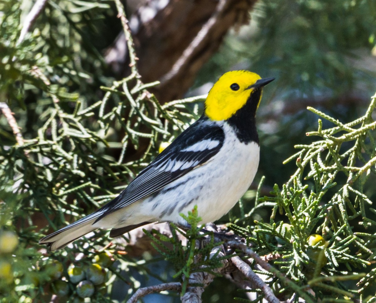 Hermit Warbler - ML236640431