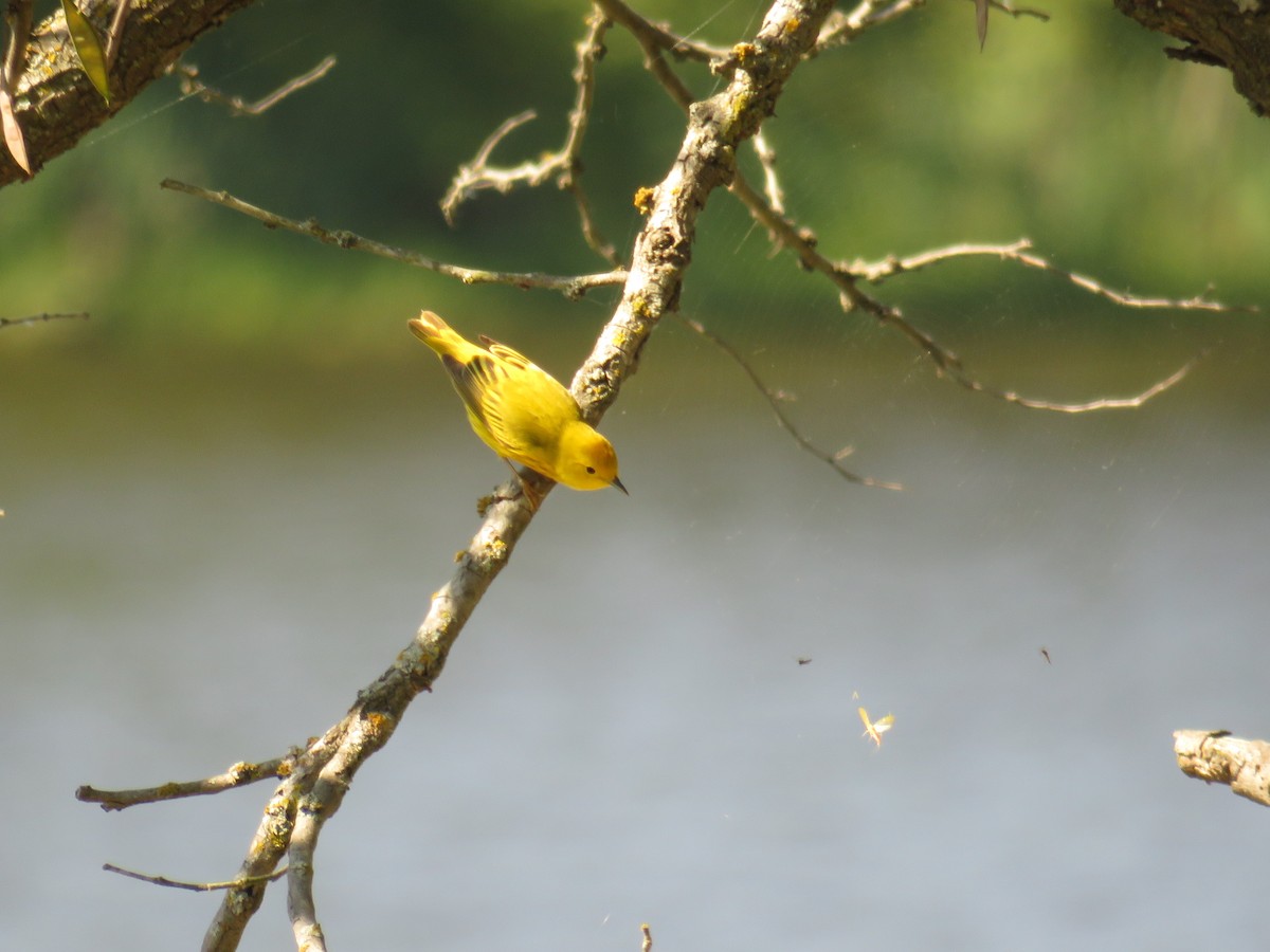 Yellow Warbler - ML236640441