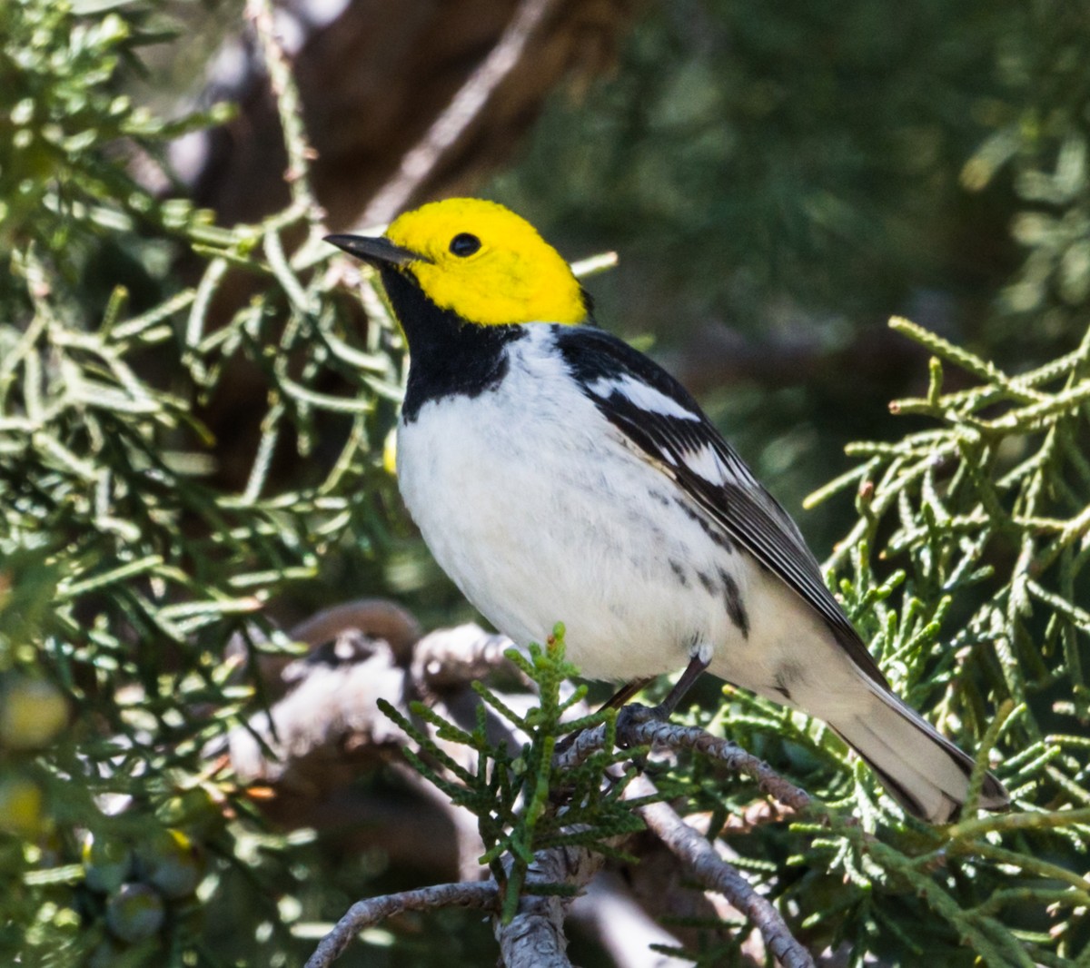 Hermit Warbler - ML236640511