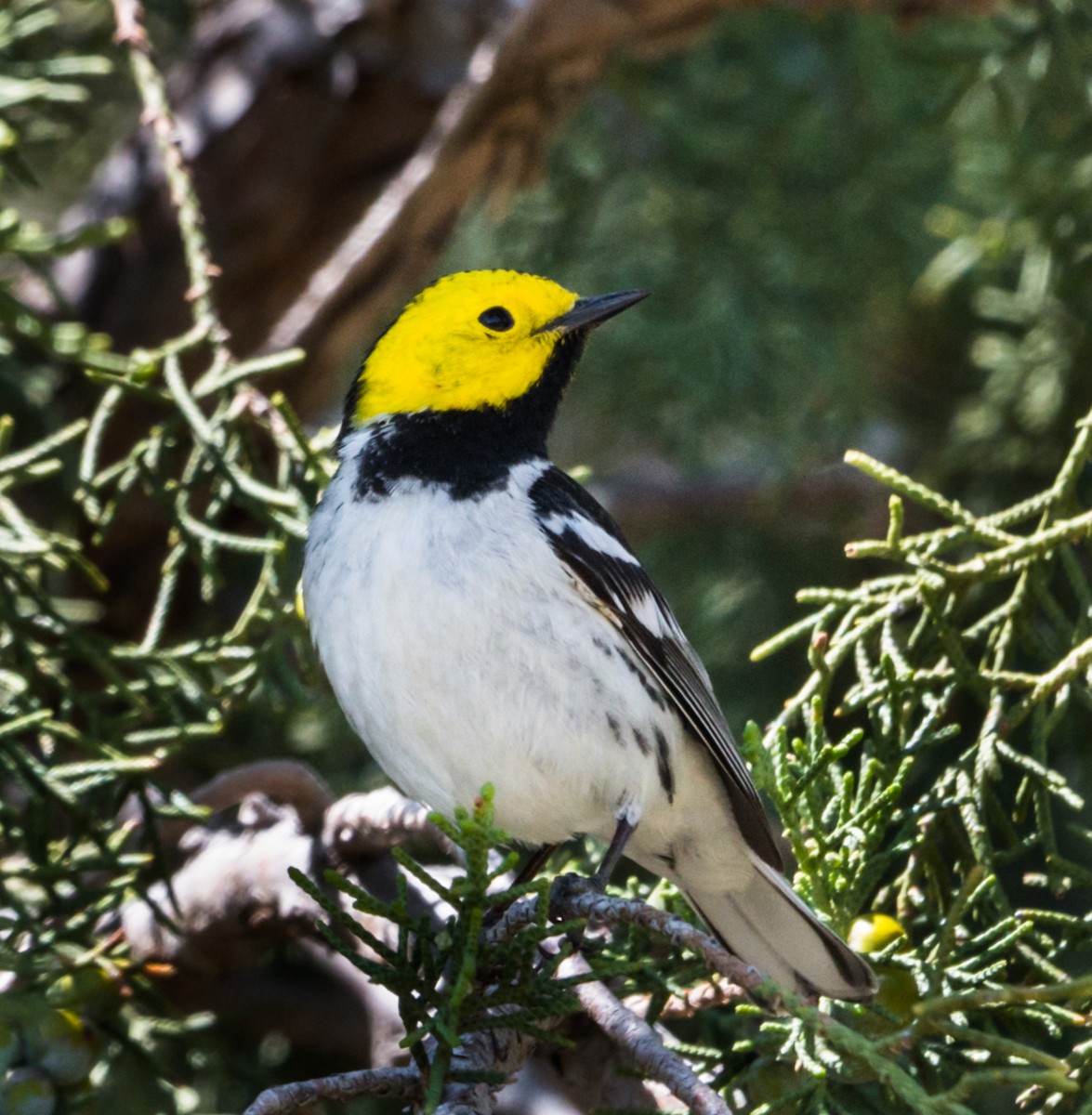 Hermit Warbler - ML236640541