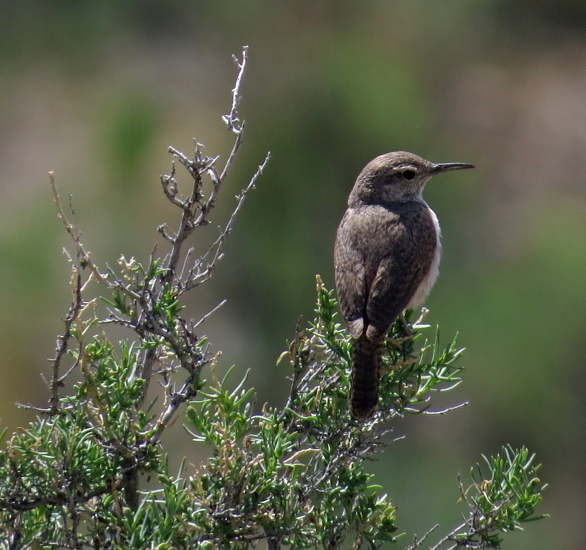 Rock Wren - ML236645481