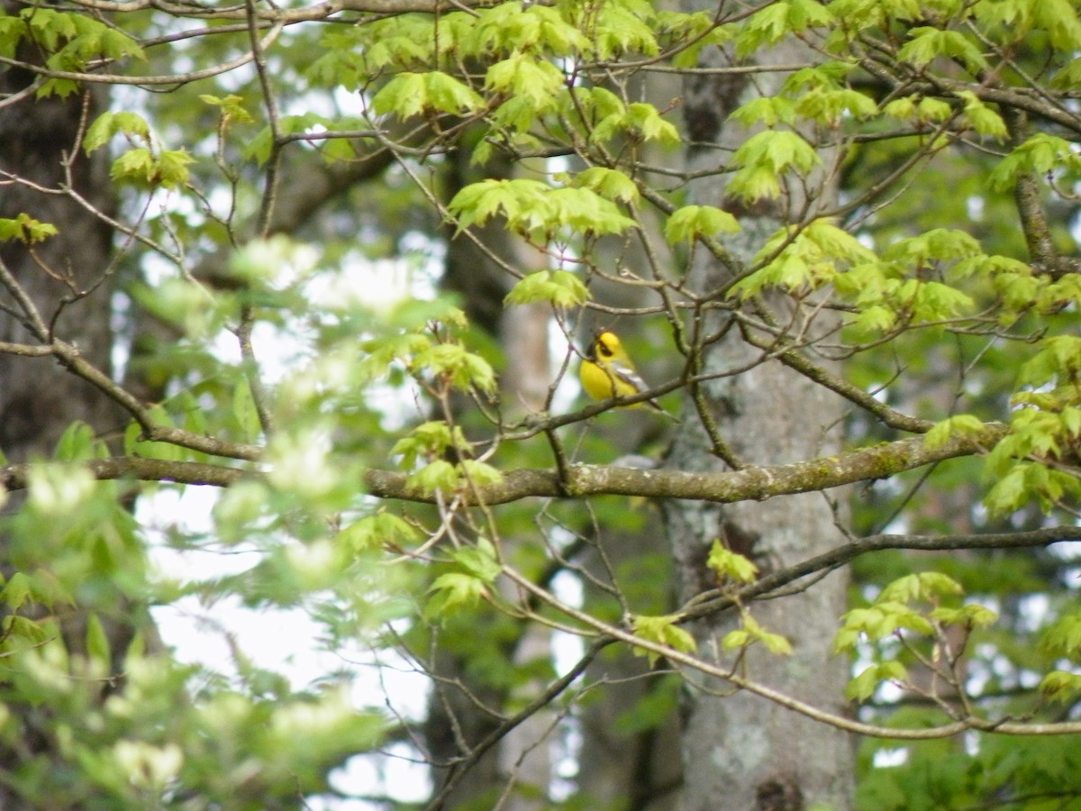 Lawrence's Warbler (hybrid) - ML236646281