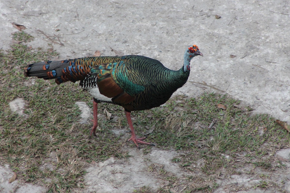 Ocellated Turkey - ML23664671