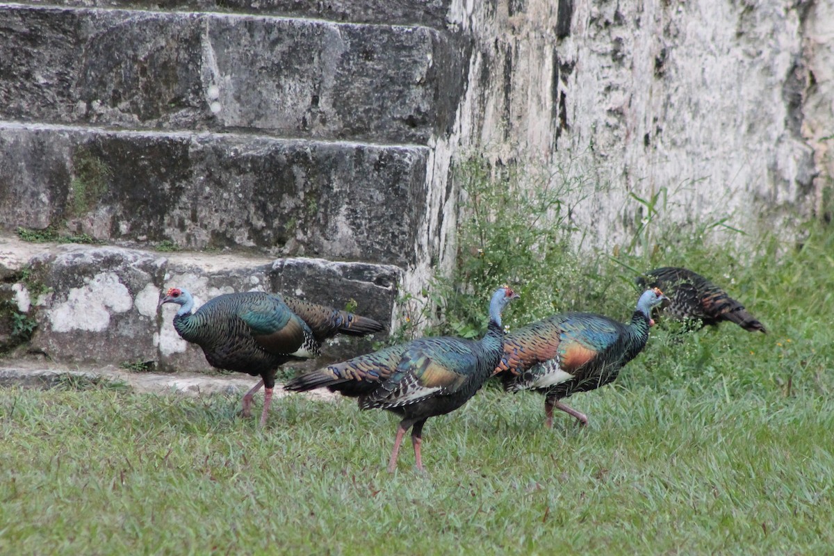 Ocellated Turkey - ML23664681