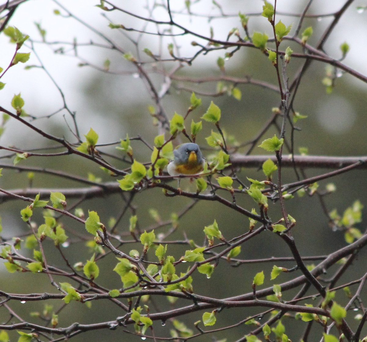 Northern Parula - ML236646941