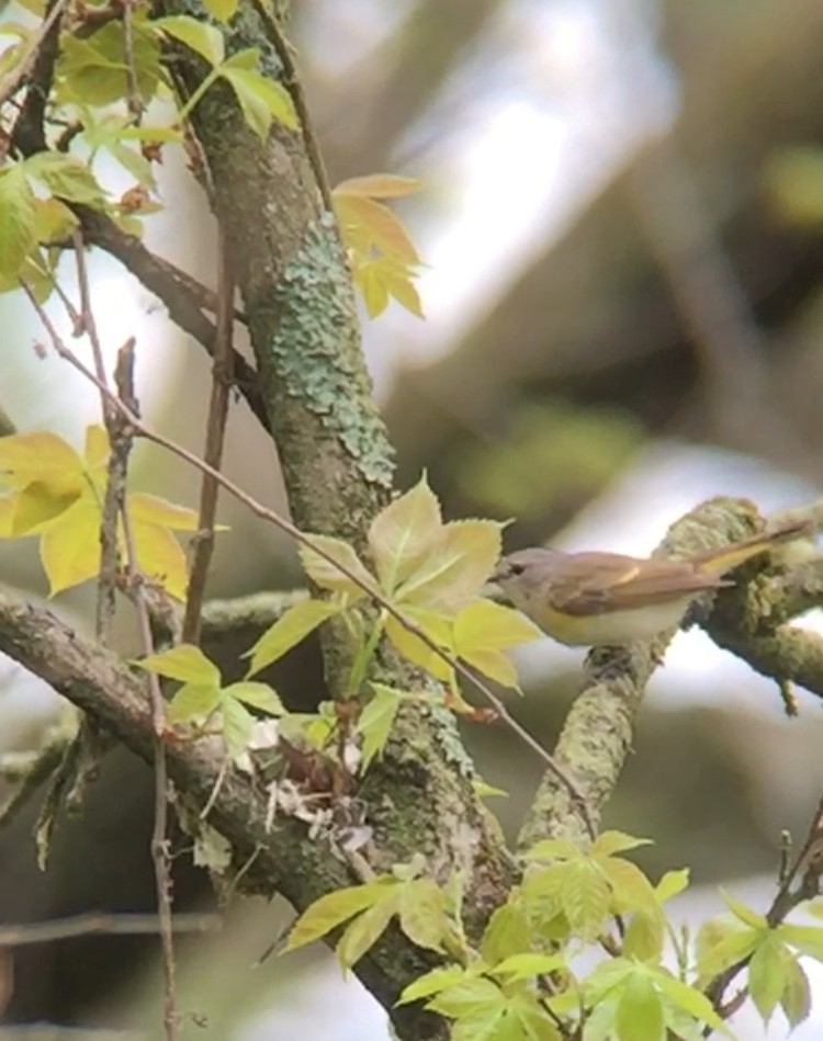 American Redstart - ML236646951