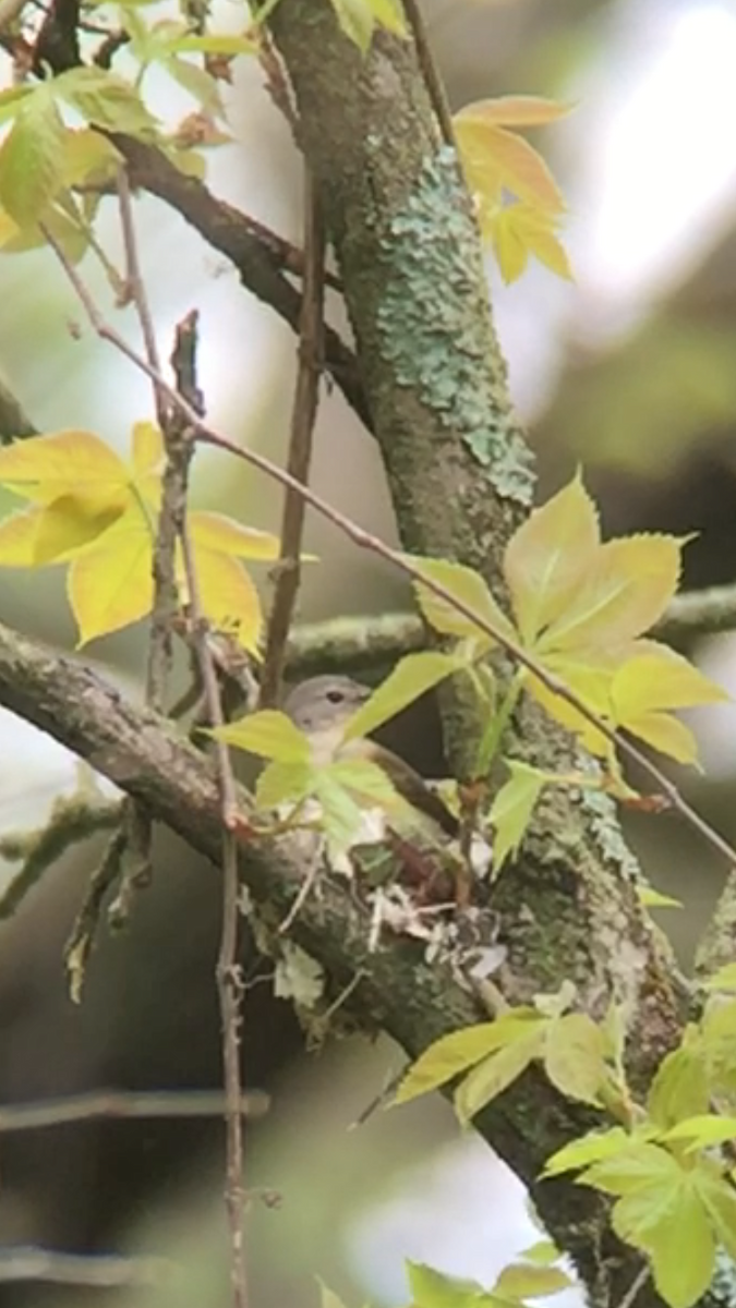 American Redstart - ML236647001