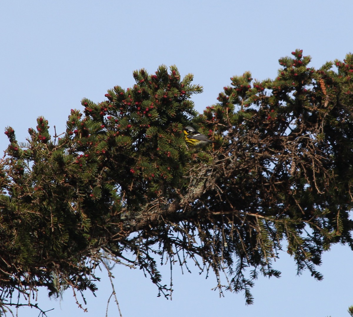 Magnolia Warbler - ML236647031