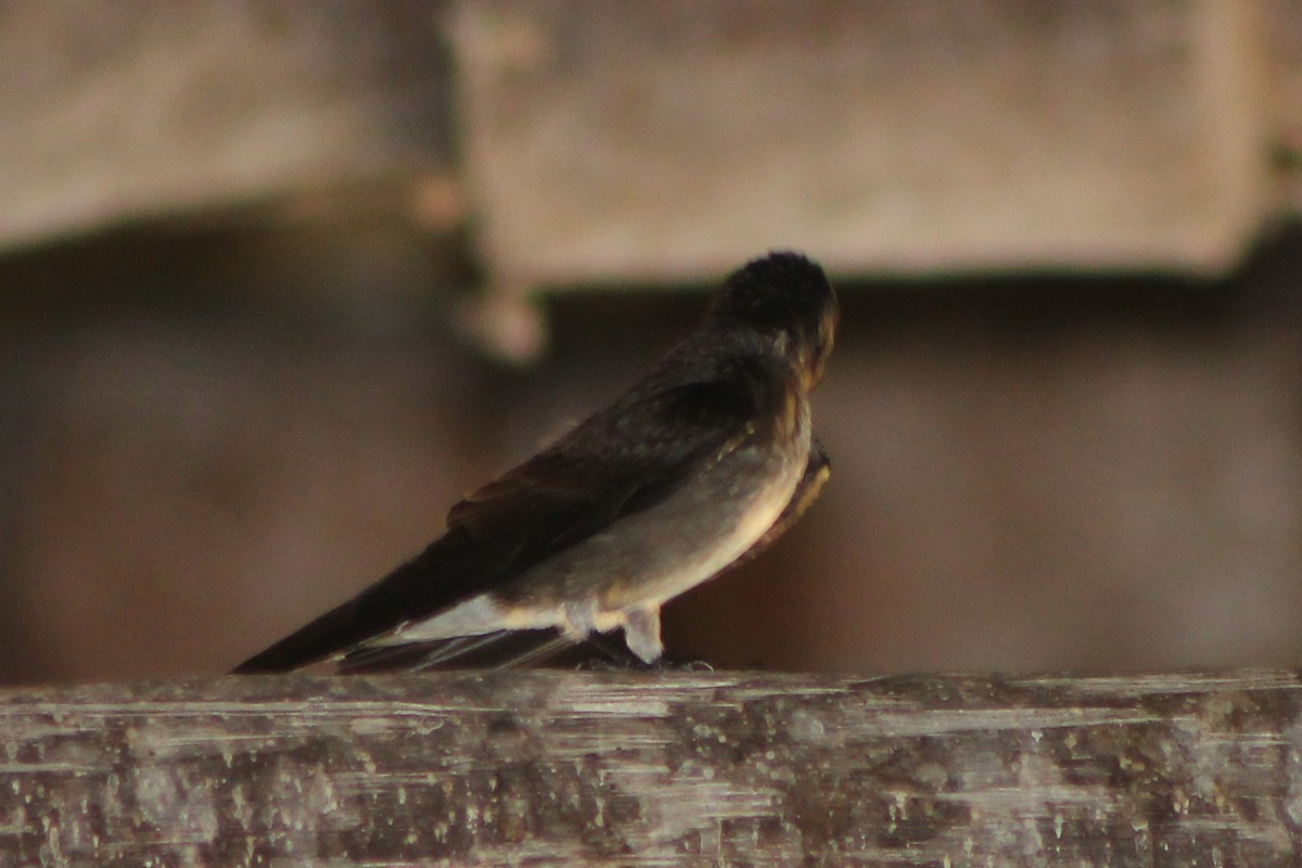 Golondrina Aserrada (ridgwayi) - ML23664721