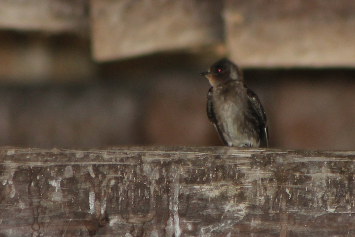 Northern Rough-winged Swallow (Ridgway's) - Corey Lange