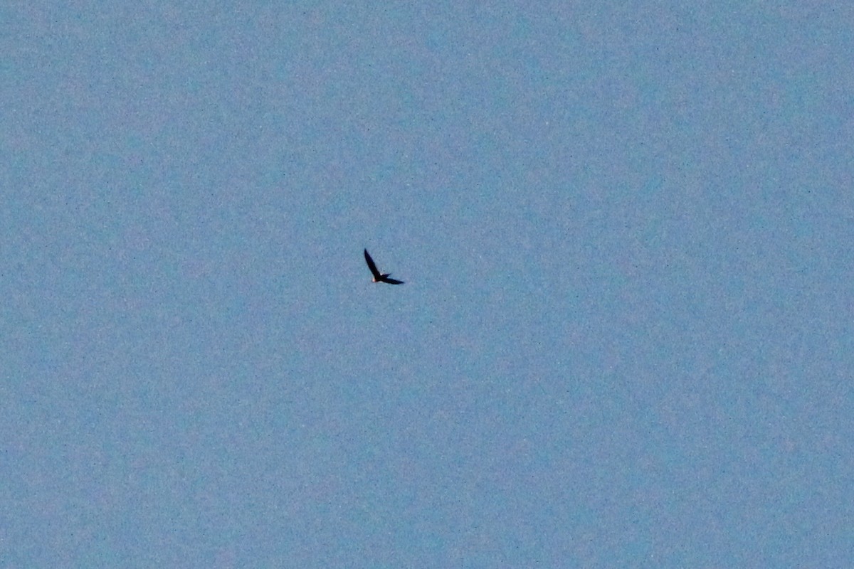 Lesser Swallow-tailed Swift - Corey Lange