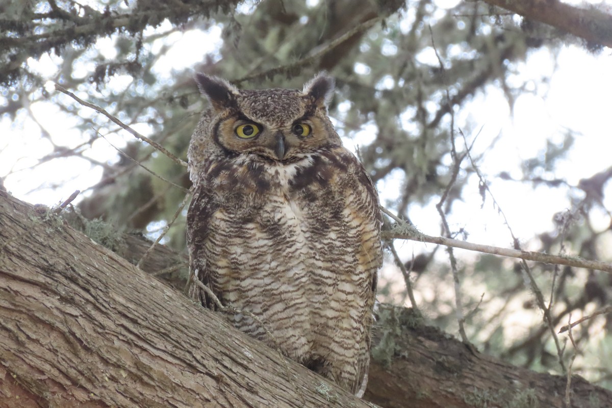 Great Horned Owl - ML236649861