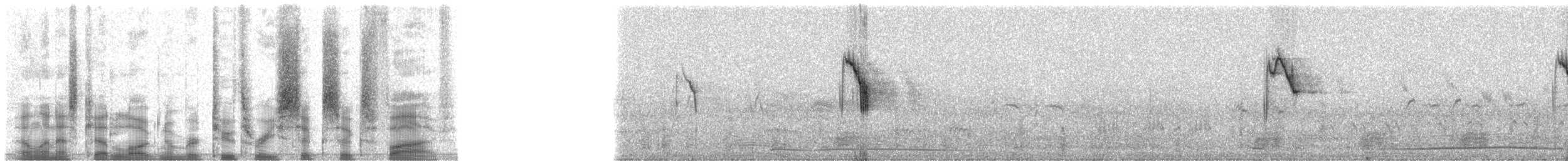 African Pied Wagtail - ML23665