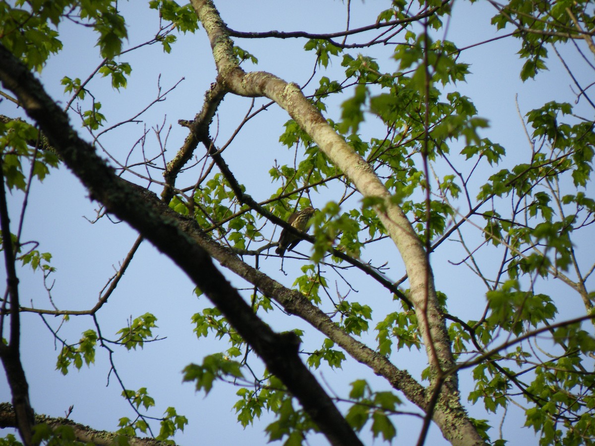 Northern Waterthrush - Thomas Sudol