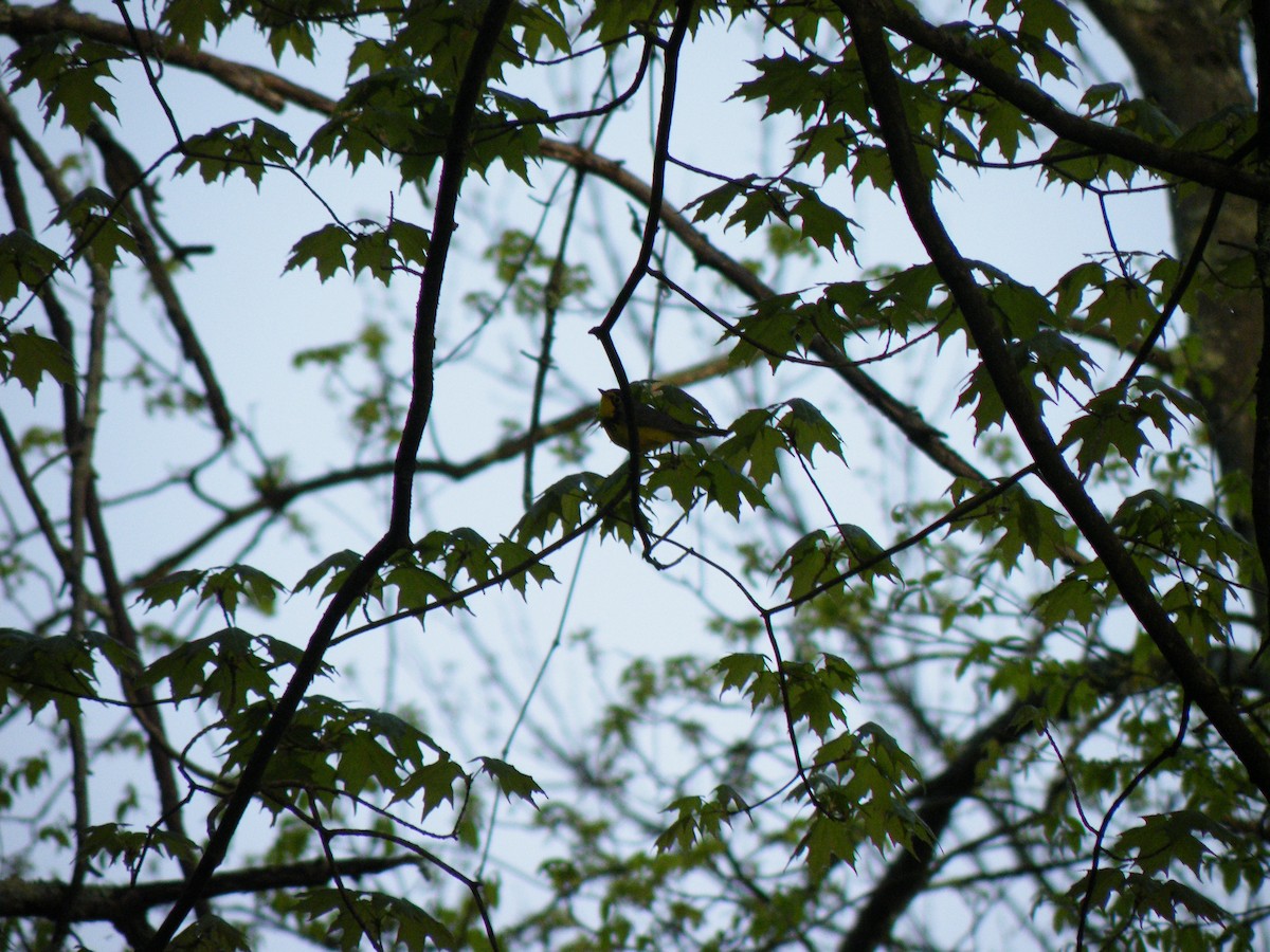 Canada Warbler - ML236650431