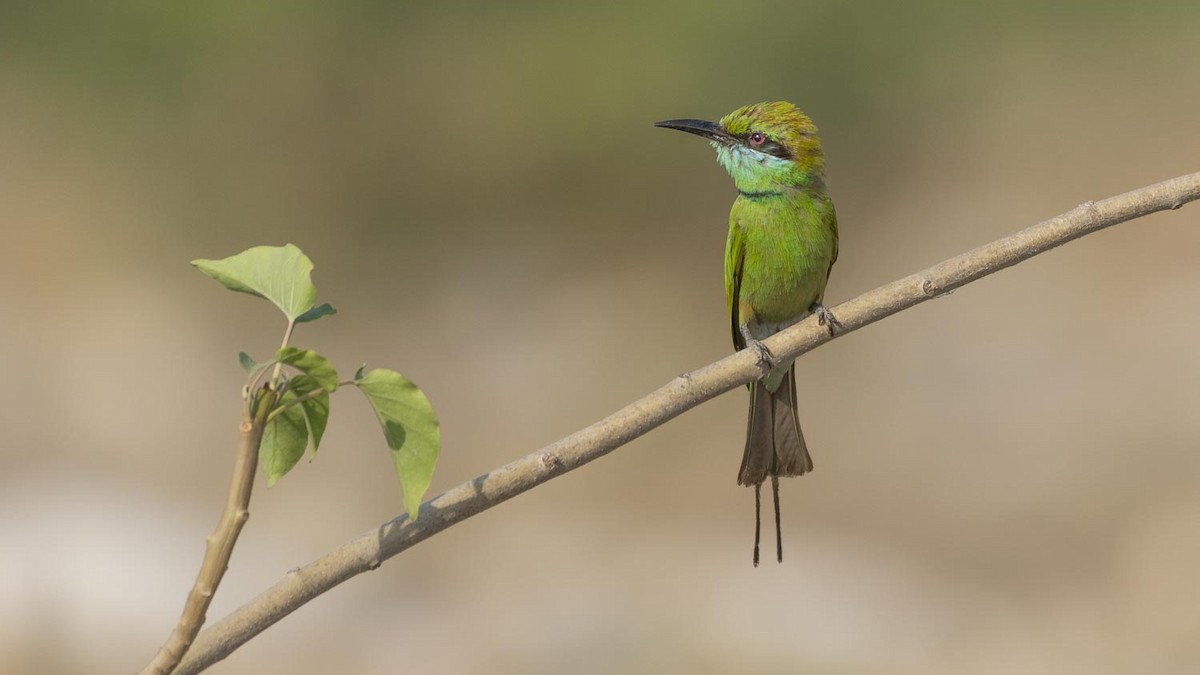 Asian Green Bee-eater - ML236650981