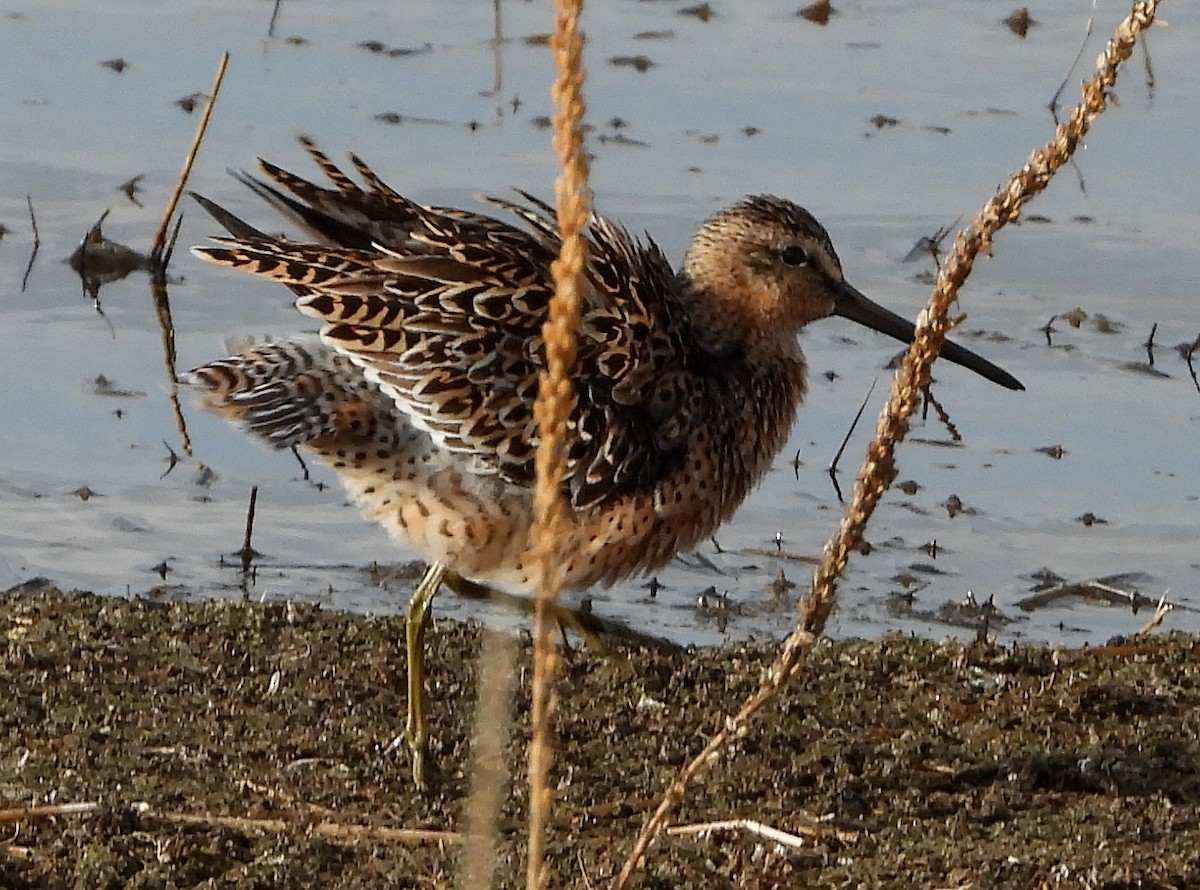 Short-billed Dowitcher - ML236651531