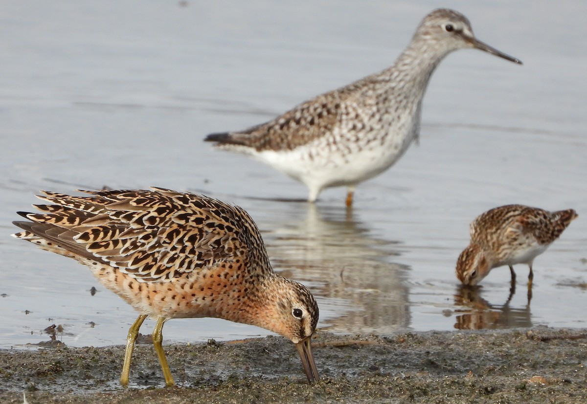 Short-billed Dowitcher - ML236651731