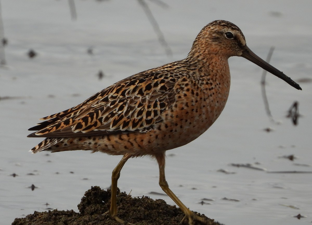 Short-billed Dowitcher - ML236651741