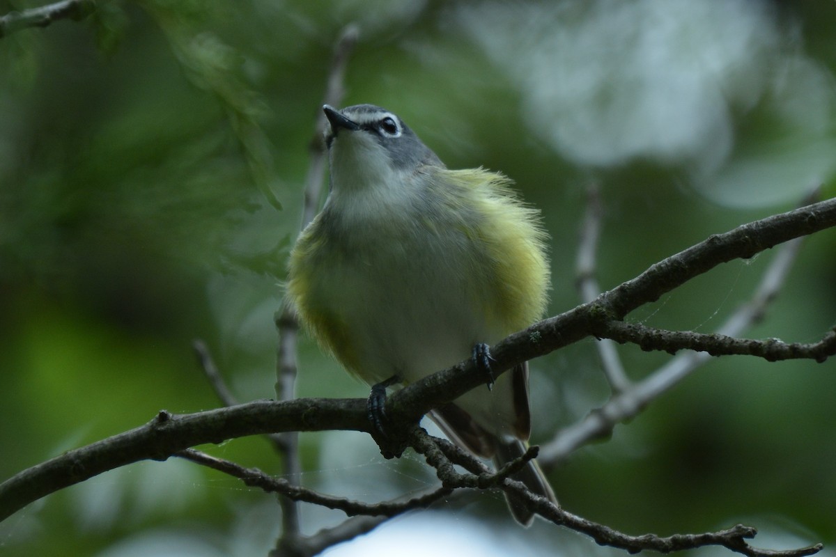 Blue-headed Vireo - ML236652221