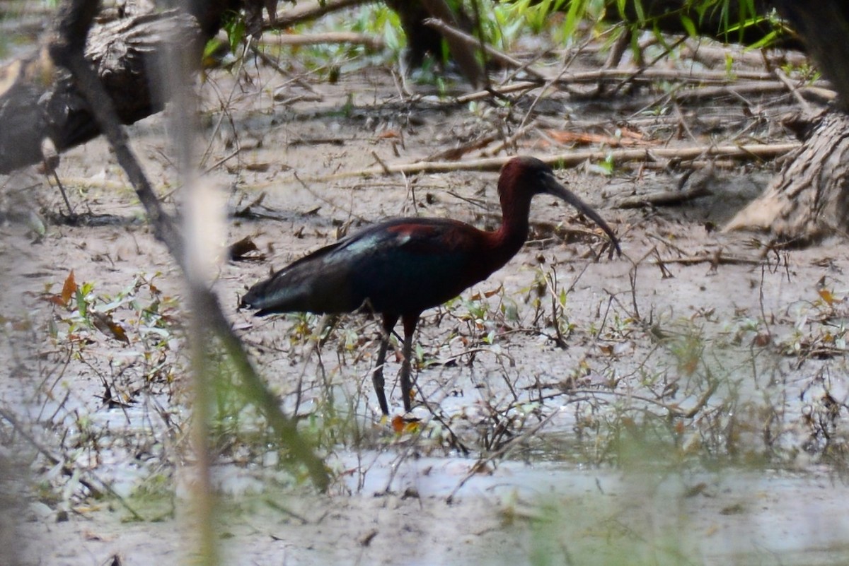 Гялаан билүүс - ML236653571