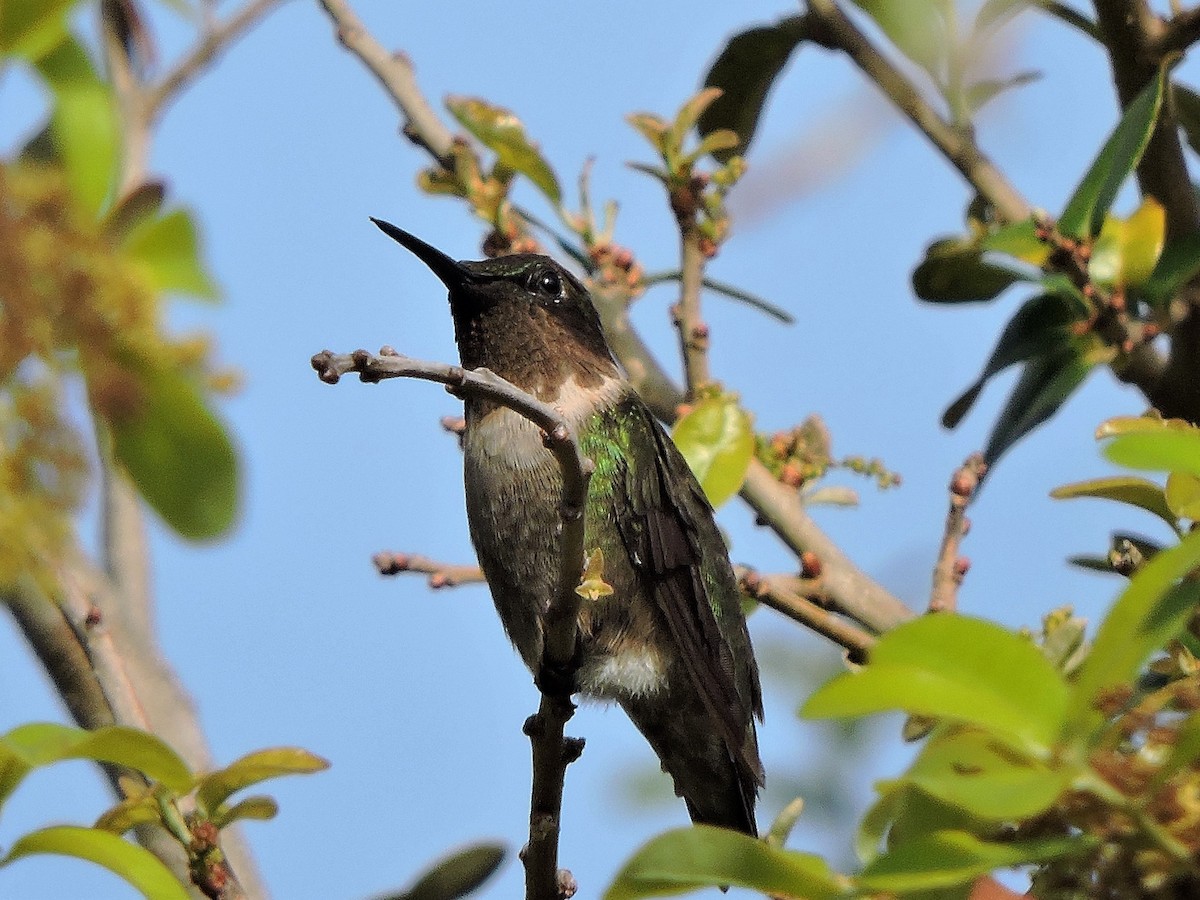 Ruby-throated Hummingbird - S. K.  Jones